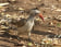 Southern Red-billed Hornbill