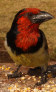 Black-collared Barbet