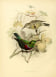 Marico Sunbird