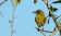Yellow-breasted Apalis