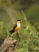Shaft-tailed Whydah