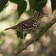 Spotted Ground Thrush