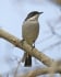 Fiscal Flycatcher