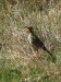 Cape Longclaw