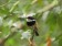 Cape Batis
