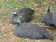 Helmeted Guineafowl