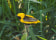 Yellow-crowned Bishop