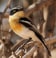 Pririt Batis