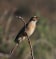 Lark-like Bunting