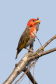Red-headed Weaver