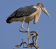 Marabou Stork