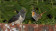 Red-chested Cuckoo