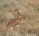 Ludwig's Bustard