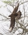 Long-crested Eagle