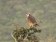 Lanner Falcon