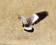 African Wattled Lapwing