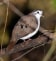 Tambourine Dove