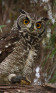 Spotted Eagle-Owl