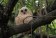 Pel's Fishing Owl
