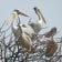 Pink-backed Pelican