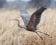 Goliath Heron