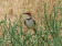 Rufous-eared Warbler