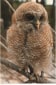 African Wood Owl