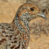 Grey-winged Francolin