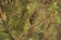 Knysna Woodpecker