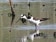 Black-winged Stilt