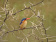 Malachite Kingfisher