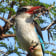 Brown-hooded Kingfisher