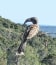 African Grey Hornbill