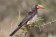 Crowned Hornbill