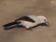 Southern Pied Babbler