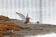 Curlew Sandpiper
