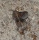 Common Quail