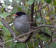 Bush Blackcap