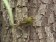 Forest Canary
