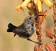 White-bellied Sunbird
