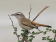 Kalahari Scrub Robin
