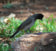 African Red-eyed Bulbul