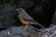 Karoo Thrush