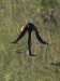 Long-tailed Widowbird