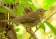 Olive Thrush
