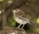 Brown Scrub Robin