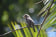 African Dusky Flycatcher