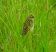 Cloud Cisticola