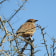 Cape Clapper Lark