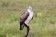 Martial Eagle